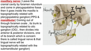 maxillary nerve ( Leave the
cranial cavity by foramen rotundum
and come in pterygopalatine fossa
then it goes inside the maxilla is
topographically related with
pterygopalatine ganglion) PPG &
mandibular( Coming out of
through foramen ovale , its trunk is
topographically related to otic
ganglion (OG) , then divides into
anterior & posterior divisions, one
of its branch which is concern
there is called lingual nerve & that
lingual nerve will be
topographically related with the
submandibular ganglion)
 
