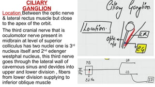 CILIARY
GANGLION
Location Between the optic nerve
& lateral rectus muscle but close
to the apex of the orbit.
The third cranial nerve that is
oculomotor nerve present in
midbrain at level of superior
colliculus has two nuclei one is 3rd
nucleus itself and 2nd
edenger
westphal nucleus, this third nerve
goes through the lateral wall of
cavernous sinus and devides into
upper and lower division , fibers
from lower division supplying to
inferior oblique muscle
 