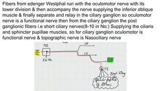 Fibers from edenger Westphal run with the oculomotor nerve with its
lower division & then accompany the nerve supplying the inferior oblique
muscle & finally separate and relay in the ciliary ganglion so oculomotor
nerve is a functional nerve then from the ciliary ganglion the post
ganglionic fibers i.e short ciliary nerves(8-10 in No:) Supplying the ciliaris
and sphincter pupillae muscles, so for ciliary ganglion oculomotor is
functional nerve & topographic nerve is Nasociliary nerve
 