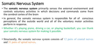 Somatic Nervous System
• The somatic nervous system primarily senses the external environment and
controls voluntary activities in which decisions and commands come from
the cerebral cortex of the brain
• In general, the somatic nervous system is responsible for all of conscious
perceptions of the outside world and all of the voluntary motor activities
perform in response.
• Whether it’s playing piano, driving a car, or playing basketball, you can thank
your somatic nervous system for making it possible.
• Structurally, the somatic nervous system consists of 12 pairs of cranial nerves
and 31 pairs of spinal nerves.
 