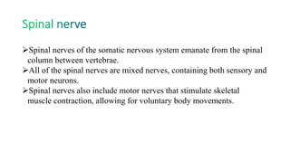 Spinal nerves of the somatic nervous system emanate from the spinal
column between vertebrae.
All of the spinal nerves are mixed nerves, containing both sensory and
motor neurons.
Spinal nerves also include motor nerves that stimulate skeletal
muscle contraction, allowing for voluntary body movements.
 