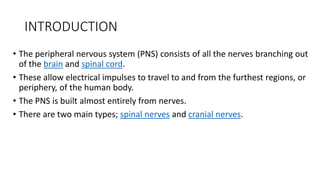 INTRODUCTION
• The peripheral nervous system (PNS) consists of all the nerves branching out
of the brain and spinal cord.
• These allow electrical impulses to travel to and from the furthest regions, or
periphery, of the human body.
• The PNS is built almost entirely from nerves.
• There are two main types; spinal nerves and cranial nerves.
 