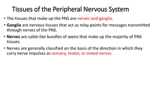 Tissues of the Peripheral Nervous System
• The tissues that make up the PNS are nerves and ganglia.
• Ganglia are nervous tissues that act as relay points for messages transmitted
through nerves of the PNS.
• Nerves are cable-like bundles of axons that make up the majority of PNS
tissues.
• Nerves are generally classified on the basis of the direction in which they
carry nerve impulses as sensory, motor, or mixed nerves.
 