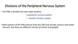 Divisions of the Peripheral Nervous System
• The PNS is divided into two major systems
• Both systems of the PNS interact with the CNS and include sensory and motor
neurons, but they use different circuits of nerves and ganglia.
 