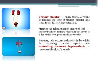 Urinary bladder: (Urinary tract). Atropine
of reduces the tone of urinary bladder and
tends to produce urinary retention.
Atropine has relaxant action on ureter and
urinary bladder; urinary retention can occur in
older males with prostatic hypertrophy.
However, this relaxant action can be beneficial
for increasing bladder capacity and
controlling detrusor hyperreflexia in
neurogenic bladder/enuresis.
 