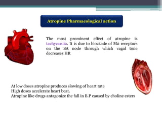 Atropine Pharmacological action
At low doses atropine produces slowing of heart rate
High doses accelerate heart beat.
Atropine like drugs antagonize the fall in B.P caused by choline esters
The most prominent effect of atropine is
tachycardia. It is due to blockade of M2 receptors
on the SA node through which vagal tone
decreases HR
 