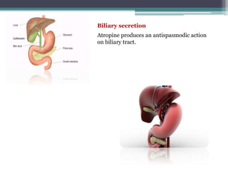 Atropine produces an antispasmodic action
on biliary tract.
Biliary secretion
 