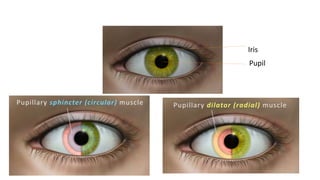 Iris
Pupil
 
