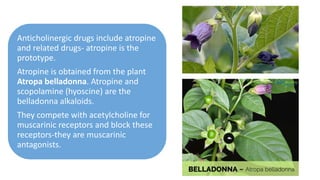 Anticholinergic drugs include atropine
and related drugs- atropine is the
prototype.
Atropine is obtained from the plant
Atropa belladonna. Atropine and
scopolamine (hyoscine) are the
belladonna alkaloids.
They compete with acetylcholine for
muscarinic receptors and block these
receptors-they are muscarinic
antagonists.
 