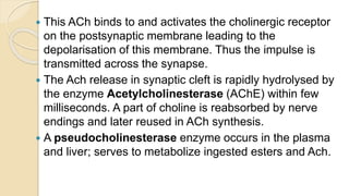  This ACh binds to and activates the cholinergic receptor
on the postsynaptic membrane leading to the
depolarisation of this membrane. Thus the impulse is
transmitted across the synapse.
 The Ach release in synaptic cleft is rapidly hydrolysed by
the enzyme Acetylcholinesterase (AChE) within few
milliseconds. A part of choline is reabsorbed by nerve
endings and later reused in ACh synthesis.
 A pseudocholinesterase enzyme occurs in the plasma
and liver; serves to metabolize ingested esters and Ach.
 