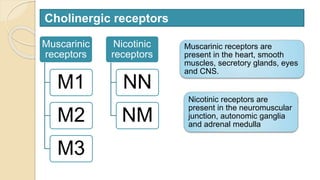 Muscarinic
receptors
M1
M2
M3
Nicotinic
receptors
NN
NM
Cholinergic receptors
Muscarinic receptors are
present in the heart, smooth
muscles, secretory glands, eyes
and CNS.
Nicotinic receptors are
present in the neuromuscular
junction, autonomic ganglia
and adrenal medulla
 
