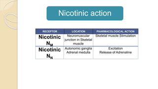 Nicotinic
NM
Neuromuscular
junction in Skeletal
muscle
Skeletal muscle Stimulation
Nicotinic
NN
Autonomic ganglia
Adrenal medulla
Excitation
Release of Adrenaline
RECEPTOR LOCATION PHARMACOLOGICAL ACTION
Nicotinic action
 