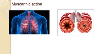 Muscarinic action
 