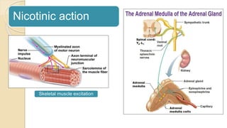 Nicotinic action
Skeletal muscle excitation
 