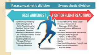 Parasympathetic division Sympathetic division
 