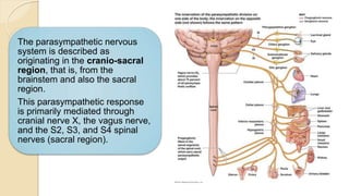 The parasympathetic nervous
system is described as
originating in the cranio-sacral
region, that is, from the
brainstem and also the sacral
region.
This parasympathetic response
is primarily mediated through
cranial nerve X, the vagus nerve,
and the S2, S3, and S4 spinal
nerves (sacral region).
 