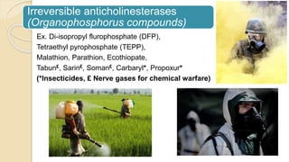 Ex. Di-isopropyl flurophosphate (DFP),
Tetraethyl pyrophosphate (TEPP),
Malathion, Parathion, Ecothiopate,
Tabun£, Sarin£, Soman£, Carbaryl*, Propoxur*
(*Insecticides, £ Nerve gases for chemical warfare)
Irreversible anticholinesterases
(Organophosphorus compounds)
 