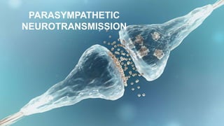 PARASYMPATHETIC
NEUROTRANSMISSION
 