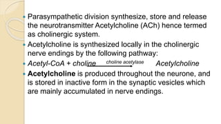  Parasympathetic division synthesize, store and release
the neurotransmitter Acetylcholine (ACh) hence termed
as cholinergic system.
 Acetylcholine is synthesized locally in the cholinergic
nerve endings by the following pathway:
 Acetyl-CoA + choline choline acetylase Acetylcholine
 Acetylcholine is produced throughout the neurone, and
is stored in inactive form in the synaptic vesicles which
are mainly accumulated in nerve endings.
 