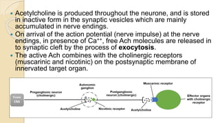  Acetylcholine is produced throughout the neurone, and is stored
in inactive form in the synaptic vesicles which are mainly
accumulated in nerve endings.
 On arrival of the action potential (nerve impulse) at the nerve
endings, in presence of Ca++, free Ach molecules are released in
to synaptic cleft by the process of exocytosis.
 The active Ach combines with the cholinergic receptors
(muscarinic and nicotinic) on the postsynaptic membrane of
innervated target organ.
 
