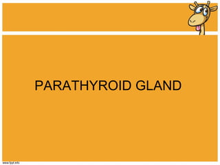 PARATHYROID GLAND 