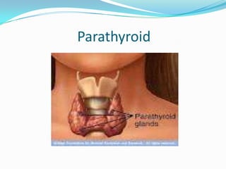 Parathyroid
 