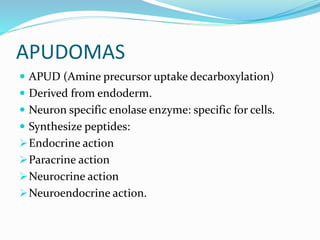 APUDOMAS
 APUD (Amine precursor uptake decarboxylation)
 Derived from endoderm.
 Neuron specific enolase enzyme: specific for cells.
 Synthesize peptides:
Endocrine action
Paracrine action
Neurocrine action
Neuroendocrine action.
 