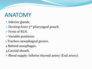 ANATOMY
 Inferior glands:
Develop from 3rd pharyngeal pouch.
Front of RLN.
Variable positions:
1.Tracheo-oesophageal groove.
2.Behind oesophagus.
3.Carotid sheath.
 Blood supply: Inferior thyroid artery (End artery).
 