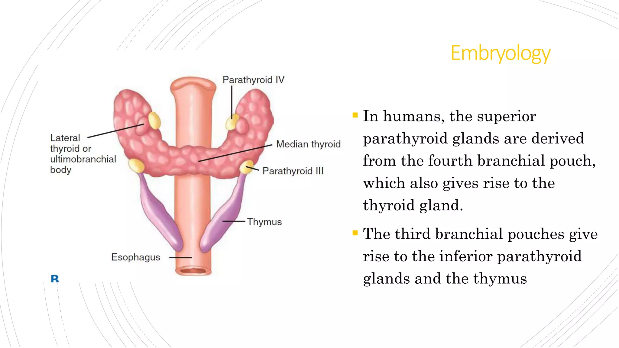 Parathyroid | PPT
