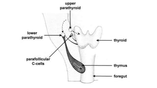 Parathyroid | PPTX