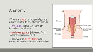 Anatomy
There are four parathyroid glands.
All are related to the thyroid glands.
Two upper ( develop from 4th
branchial pouches ) .
two lower glands ( develop from
3rd branchial pouches ).
Each weighs 30 to 50 mg and
measures about 5 mm in dimension.
 