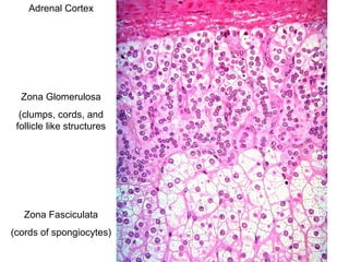 Adrenal Cortex
Zona Glomerulosa
(clumps, cords, and
follicle like structures
Zona Fasciculata
(cords of spongiocytes)
 