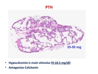 PTH
• Hypocalcemia is main stimulus (9-10.5 mg/dl)
• Antagonize Calcitonin
35-50 mg
 