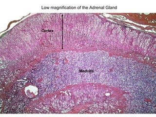 Low magnification of the Adrenal Gland
Medulla
Cortex
 