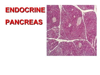 ENDOCRINEENDOCRINE
PANCREASPANCREAS
 
