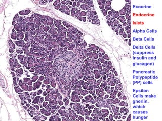 Exocrine
Endocrine
Islets
Alpha Cells
Beta Cells
Delta Cells
(suppress
insulin and
glucagon)
Pancreatic
Polypeptide
(PP) cells
Epsilon
Cells make
gherlin,
which
causes
hunger
 