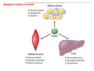 Metabolic actions of insulin
 