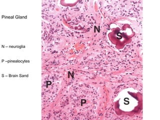 Pineal Gland
N – neuroglia
P –pinealocytes
S – Brain Sand
 