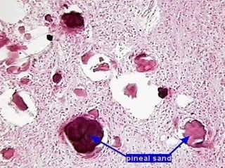 Parathyroid adrenal pancreas dr faeza