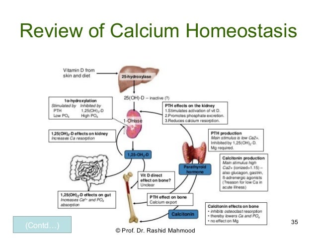 Parathyroid And Calcitonin Physiology