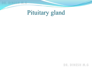 Pituitary gland
 