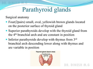 Parathyroid glands
Surgical anatomy
 Four(2pairs) small, oval, yellowish brown glands located
on the posterior surface of thyroid gland
 Superior parathyroids develop with the thyroid gland from
the 4th branchial arch and are constant in position
 Inferior parathyroids develop with thymus from 3rd
branchial arch descending lower along with thymus and
are variable in position
 
