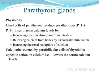 Parathyroid glands
Physiology
Chief cells of parathyroid produce parathormone(PTH)
PTH raises plasma calcium levels by
 Increasing calcium absorption from intestine
 Releasing calcium from bones by osteoclastic stimulation
 Increasing the renal resorption of calcium
Calcitonin secreted by parafollicular cells of thyroid has
opposite action on calcium i.e. it lowers the serum calcium
levels.
 