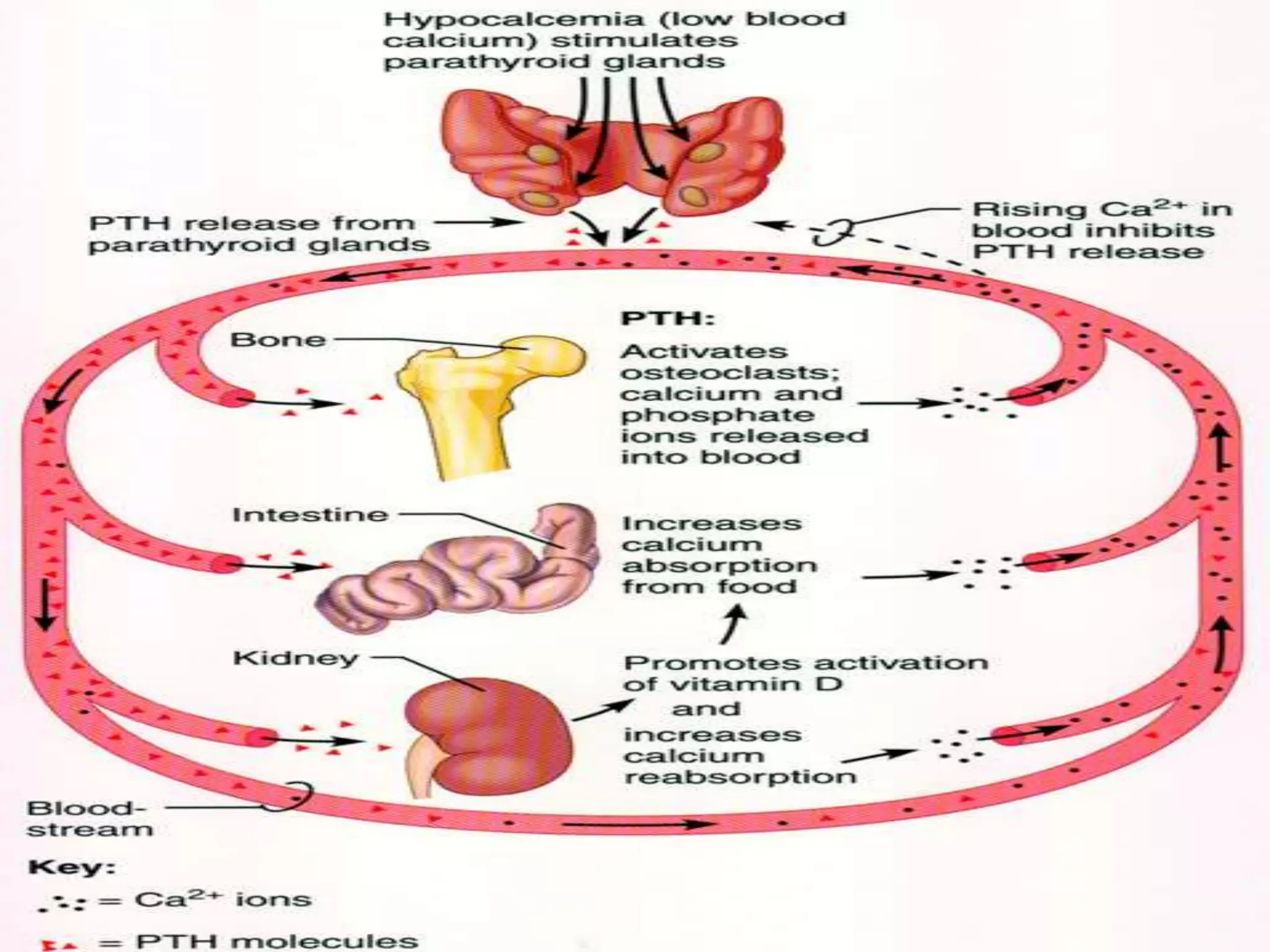 Parathyroid and thyroid glands | PPTX