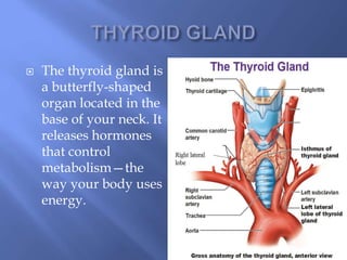  The thyroid gland is
a butterfly-shaped
organ located in the
base of your neck. It
releases hormones
that control
metabolism—the
way your body uses
energy.
 