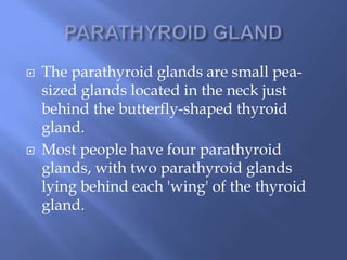  The parathyroid glands are small pea-
sized glands located in the neck just
behind the butterfly-shaped thyroid
gland.
 Most people have four parathyroid
glands, with two parathyroid glands
lying behind each 'wing' of the thyroid
gland.
 