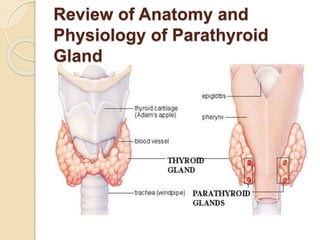 Review of Anatomy and
Physiology of Parathyroid
Gland
 