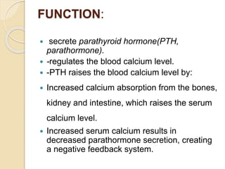 FUNCTION:
 secrete parathyroid hormone(PTH,
parathormone).
 -regulates the blood calcium level.
 -PTH raises the blood calcium level by:
 Increased calcium absorption from the bones,
kidney and intestine, which raises the serum
calcium level.
 Increased serum calcium results in
decreased parathormone secretion, creating
a negative feedback system.
 