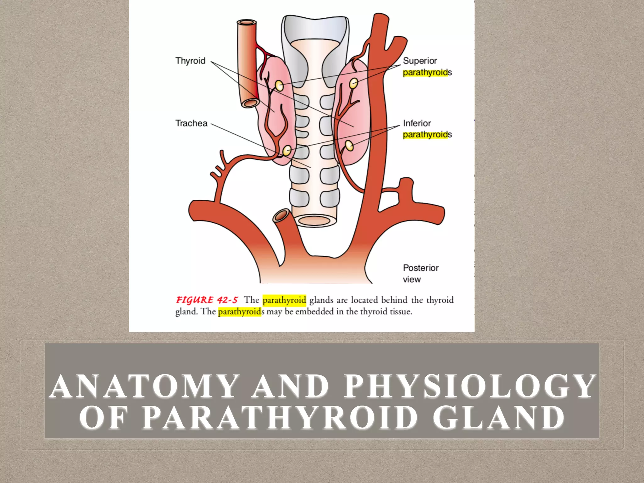ANATOMY AND PHYSIOLOGY
OF PARATHYROID GLAND
 