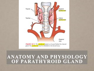 ANATOMY AND PHYSIOLOGY
OF PARATHYROID GLAND
 